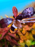 New ⭐❤ blue Whisper ❤⭐ Rare Bucephalandra Aquarium Garnelen Nano Freiburg im Breisgau - March Vorschau