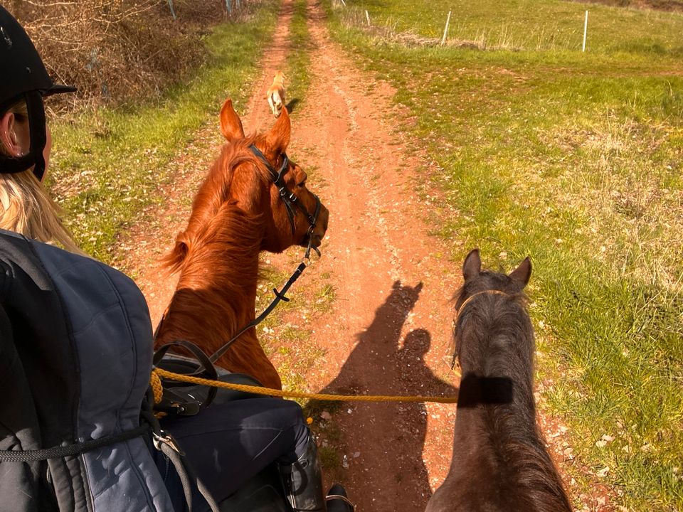 Quarterhorse-Friesen-Mix Stute in Teistungen