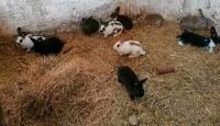 9 junge Kaninchen zuverkaufen Sachsen-Anhalt - Staßfurt Vorschau