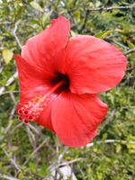 Hibiskus verschiedene Pflanzen, Hibiskusbäumchen 2.10. neue Bilde Baden-Württemberg - Flein Vorschau