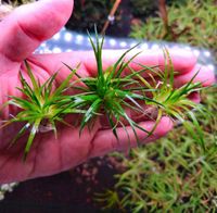 New⭐❤ 3x Eriocaulon Goias ❤⭐ Rare Aquarium Bucephalandra Garnelen Freiburg im Breisgau - March Vorschau