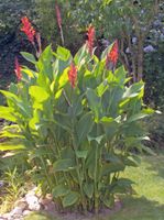 Canna Indica Flamenco/Indisches Blumenrohr Jungpflanzen Niedersachsen - Nienburg (Weser) Vorschau