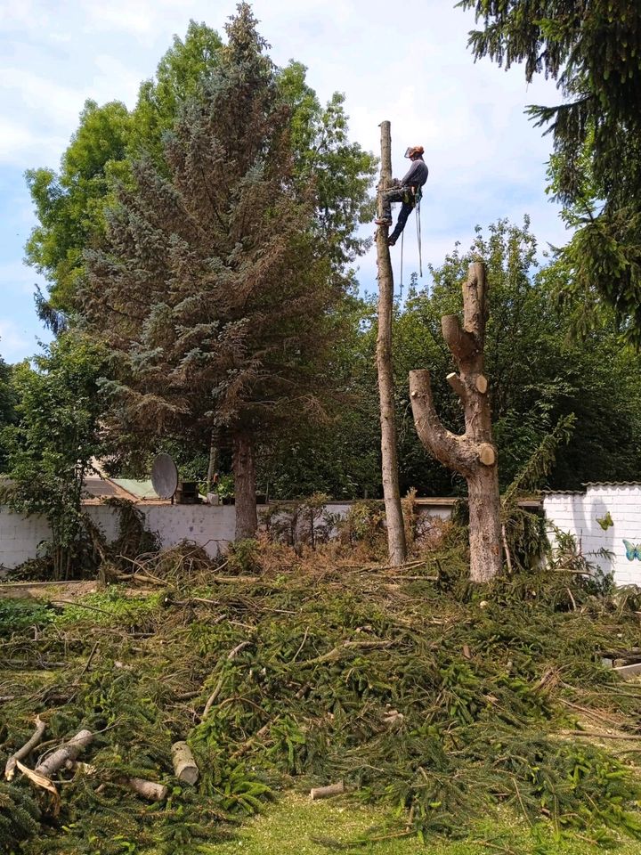 Baum fällen,schneiden, kürzen,baumschnitt in Wesseling