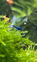 Blue Dream Zwerggarnele - Neocaridina davidi Baden-Württemberg - Plankstadt Vorschau