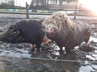 Hängebauchschweine abzugeben Schleswig-Holstein - Ammersbek Vorschau