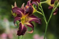 Taglilie - Hemerocallis - BOITZER DARK WIND - Einzelfächer Bochum - Bochum-Süd Vorschau