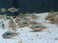 Corydoras aeneus Metall Panzerwels 6 cm XL Nordrhein-Westfalen - Lünen Vorschau