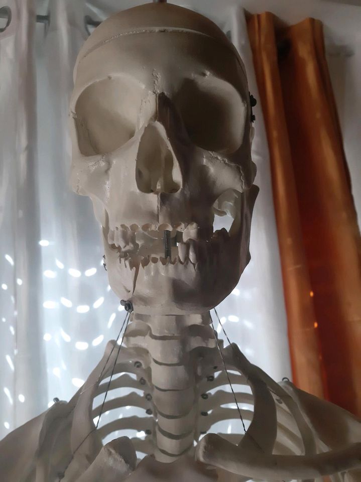 Skelett zum Studium der Anatomie in Ellerstadt