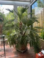 Chamaerops Humilis Zwergpalme Schleswig-Holstein - Warnau b Nettelsee Vorschau