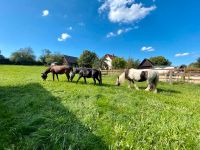 Stallfrei - Pferdedboxen Nordrhein-Westfalen - Schwerte Vorschau