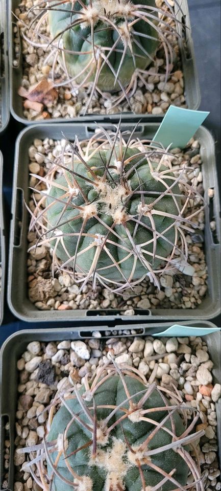 Gymnocalycium spegazzinii in Versmold