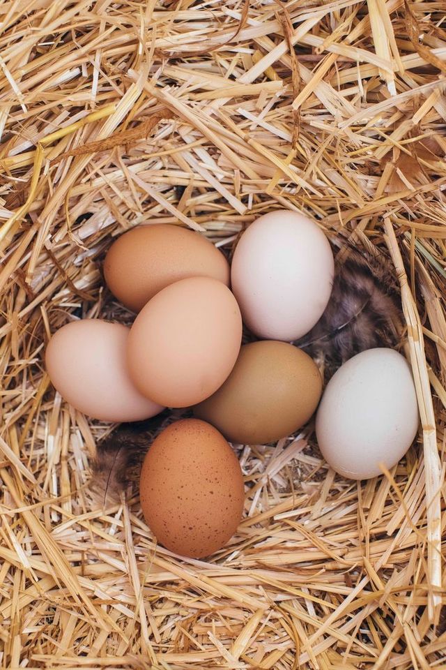 Frische Eier vom eigenen Huhn - Überschuss zu verkaufen! in Wathlingen