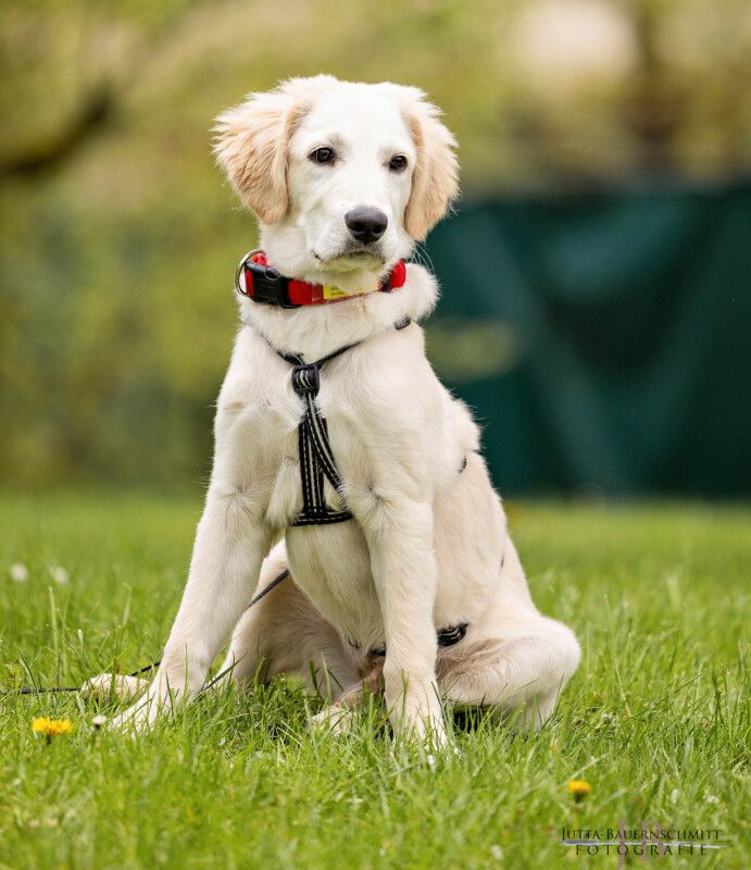 Zeusi, Golden Retriever-Pyrenäen-Berghund-Mix, 4 M., männlich in Lauf a.d. Pegnitz