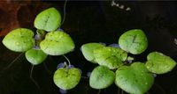 Limnobium laevigatum - Südamerikanischer Froschbiss Baden-Württemberg - Pliezhausen Vorschau