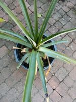 Ananas Pflanze Hessen - Mörfelden-Walldorf Vorschau