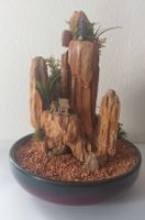 Dekoration Schale mit Miniatur Fels Baden-Württemberg - Pleidelsheim Vorschau