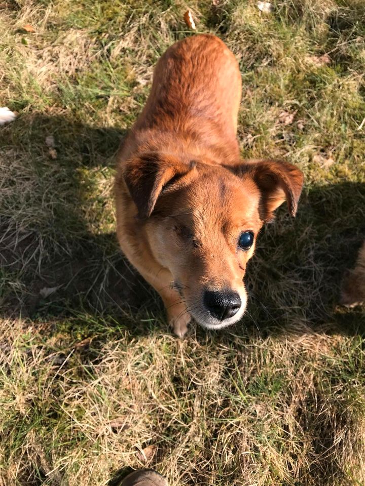 KACPEREK Handicap Hund Tierschutz Hund Rüde Mischling in Preetz