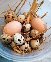 Eier von glücklichen Hühnern Freilauf Sachsen-Anhalt - Südliches Anhalt Vorschau