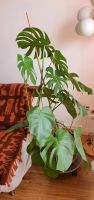 Pflanze Monstera Deliciosa 120cm hoch West - Unterliederbach Vorschau