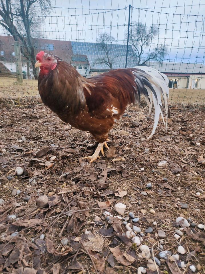 Täglich frische bunte Eier, Apfelsaft, Honig und Quittengelee in Allmendingen