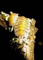 interessante Asseln - Isopoden Porcellio bolivari Nordrhein-Westfalen - Burbach Vorschau