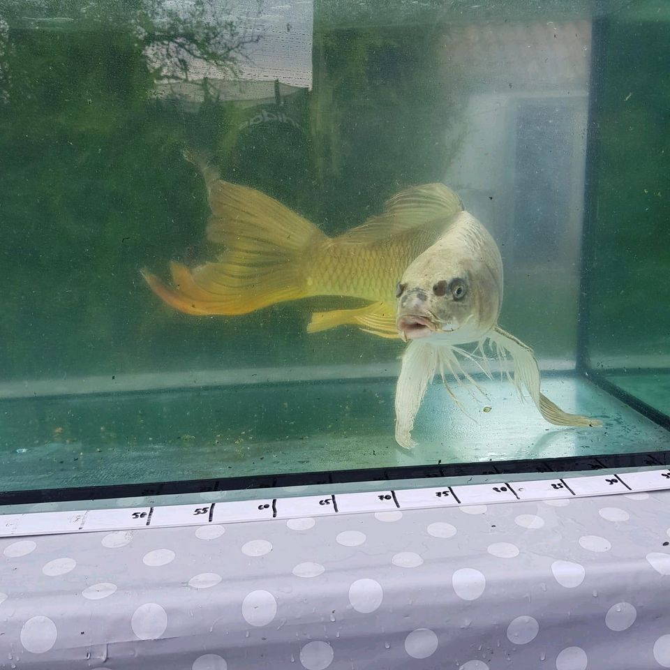 Koi Buterrfly Fische 100€ in Oelde