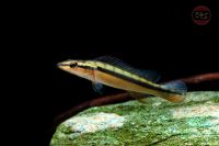 Crenicichla zebrina *Babies*, 6-7 cm Brandenburg - Hoppegarten Vorschau