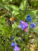 30 Samen Gewöhnlicher Natternkopf, Schmetterlinge Bienen Garten Bayern - Baldham Vorschau