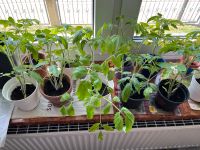 Tomaten Pflanzen (Eiertomaten) Baden-Württemberg - Villingen-Schwenningen Vorschau