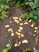 Frühkartoffeln, Linda, Rosara, Adretta ,1 Euro pro kg Niedersachsen - Bad Pyrmont Vorschau