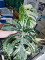 Monstera Variegata Großer Steckling Bayern - Großmehring Vorschau