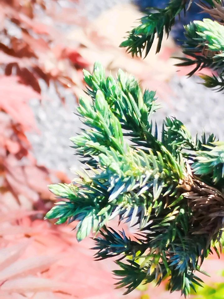 Bonsai Yamadori Gemeiner Wacholder Juniperus Communis in Marl