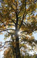 Bild: Herbstlicher Baum BxH=1500x2400mm, Alu-Dibond, im Garten Nordrhein-Westfalen - Ibbenbüren Vorschau