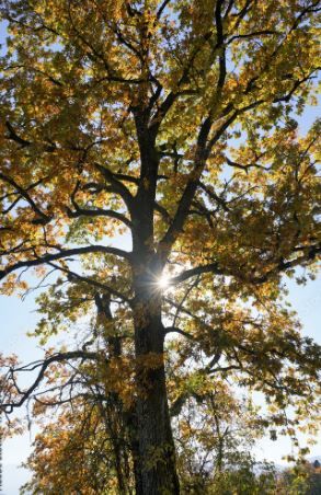 Bild: Herbstlicher Baum BxH=1500x2400mm, Alu-Dibond, im Garten in Ibbenbüren