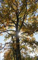 Bild: Herbstlicher Baum BxH=1500x2400mm, Alu-Dibond, im Garten Nordrhein-Westfalen - Ibbenbüren Vorschau