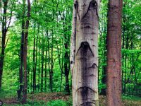 Kostenlose Baum Fällung Thüringen - Bad Berka Vorschau