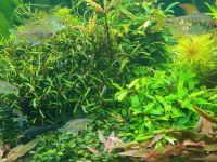 Bucephalandra Mix Kreis Pinneberg - Uetersen Vorschau