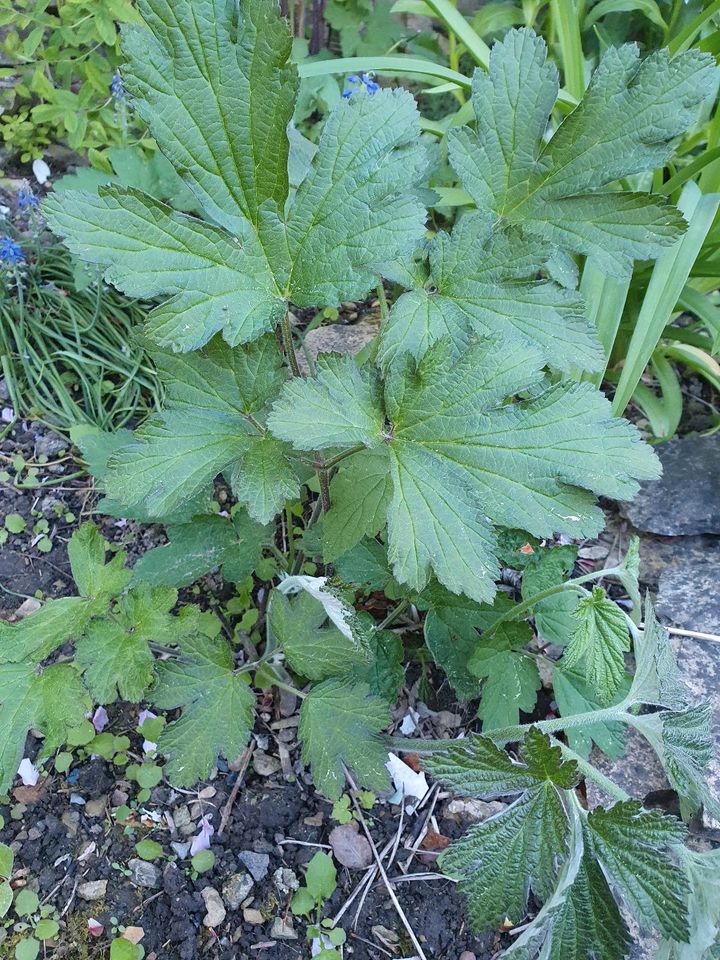 Tausch⭐️Herbstanemone gg. winterharte Gartenpflanzen in Dresden