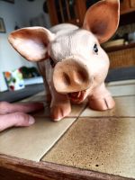 Großes Deko Schwein, Garten, ca.25 cm hoch Nordrhein-Westfalen - Euskirchen Vorschau