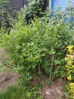 8 Ligusterpflanzen Heckenpflanzen ca. 120 cm Brandenburg - Falkensee Vorschau