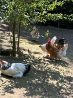 Hühner Hahn Hennen Huhn Henne in gute Hände abzugeben Nordrhein-Westfalen - Tecklenburg Vorschau