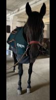 Bemer Horse- Set Vermietung Nordrhein-Westfalen - Rahden Vorschau