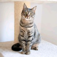 Mila - sehr verschmuste Katzendame sucht ein Zuhause (Katze) Saarland - Merzig Vorschau