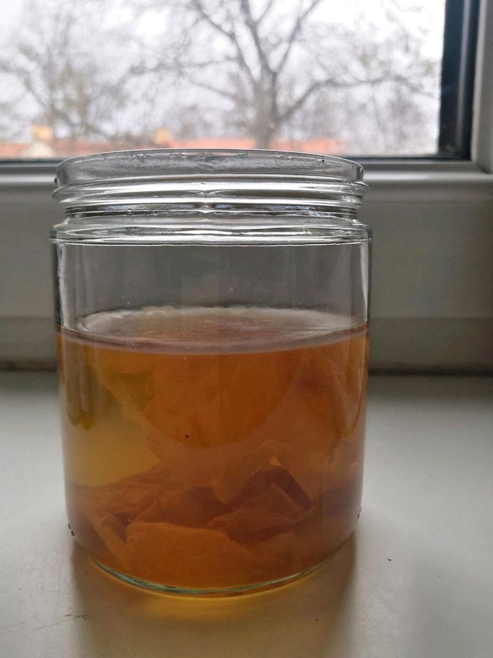 Scoby - Teepilz zum Herstellen von Kombucha in Potsdam