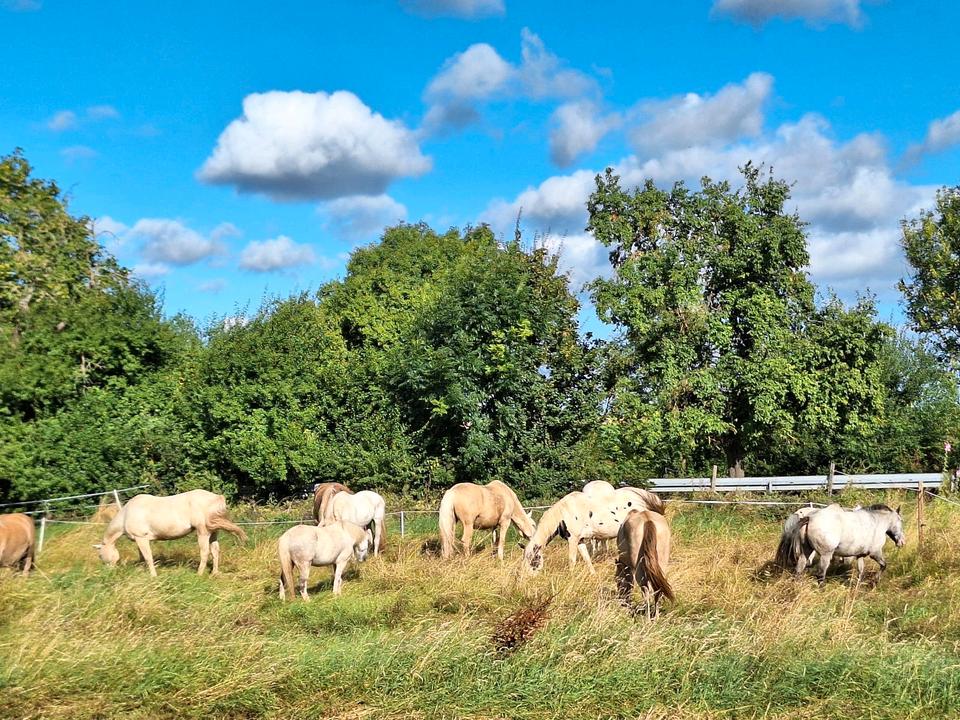 Freizeitpferd Verlasspferd Pony als  Reitbeteiligung  Ausritte in Euskirchen