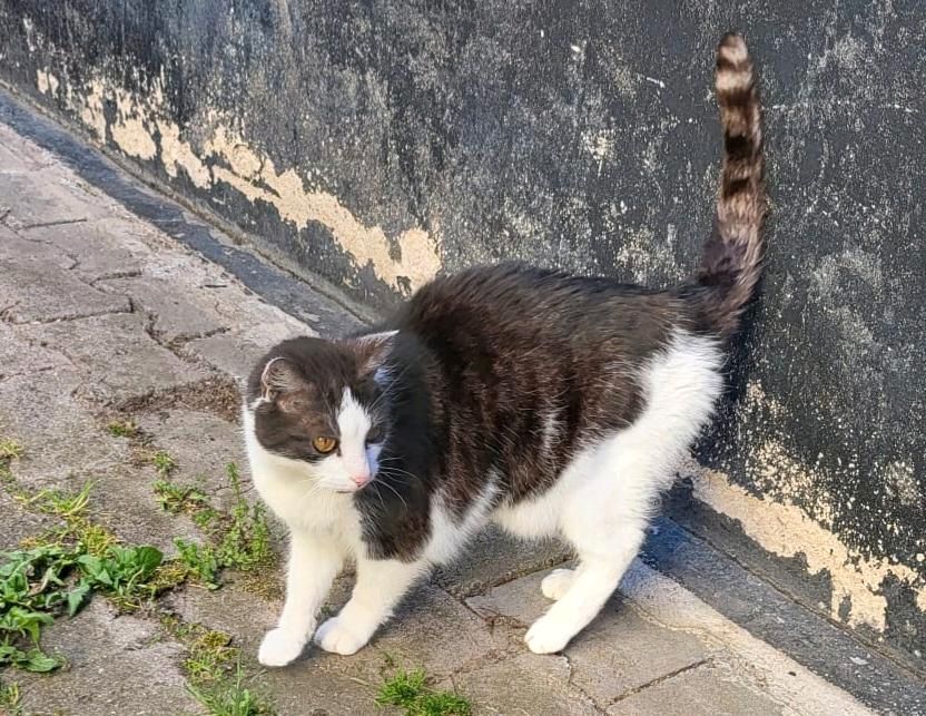 Kater, schwarz-weiß in Erfurt