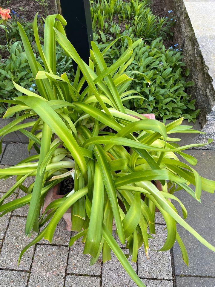 Schmucklilien Lilien blau im Kübel in Kirkel