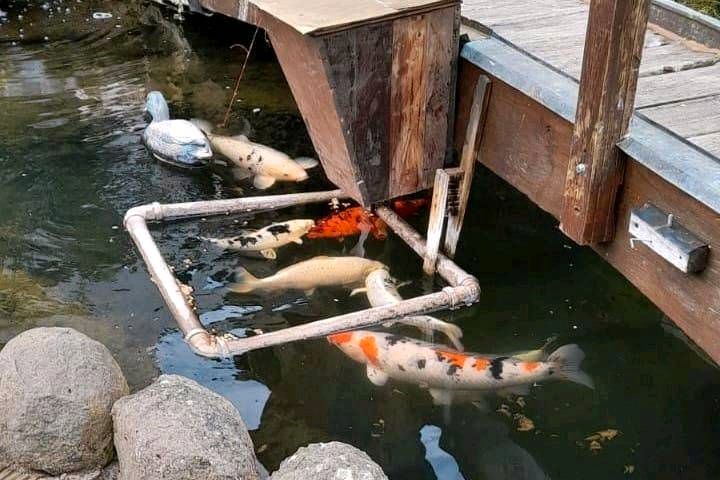 Koi Teichfische in Budenheim