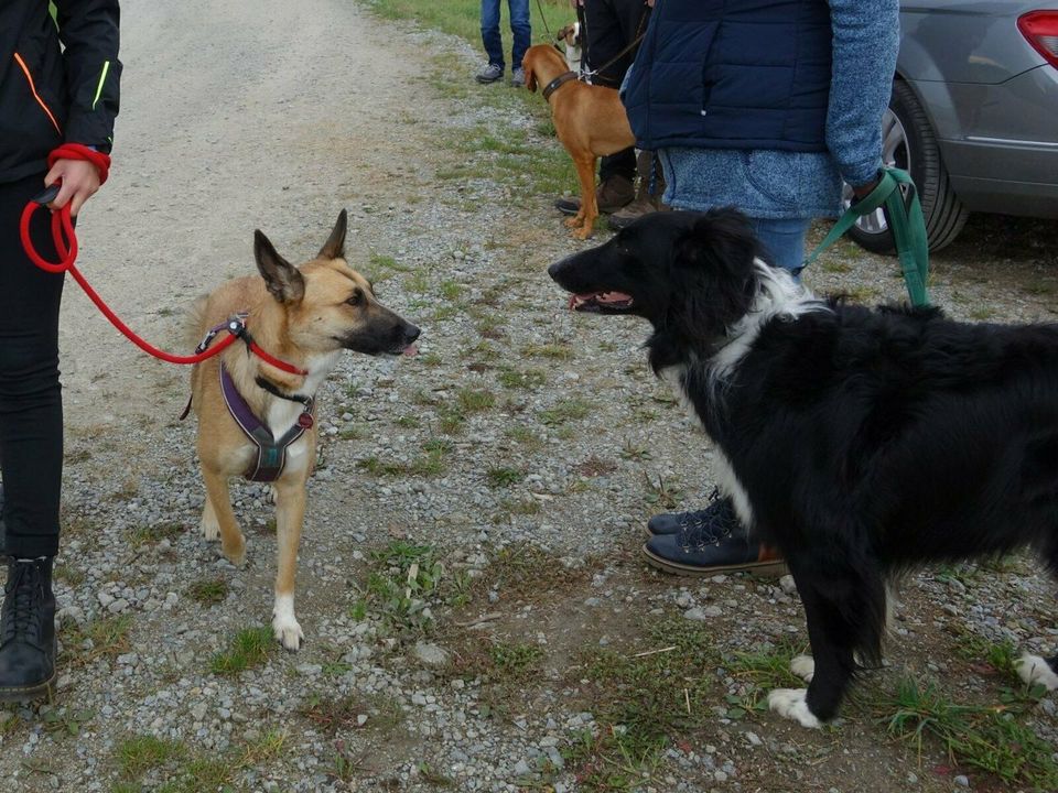 Sozialisierung, Hunde-Gewöhnung Gruppenkurs 2 Std in Haselbach b. Mitterfels