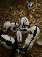 Kleine Hasen Bayern - Gammelsdorf Vorschau